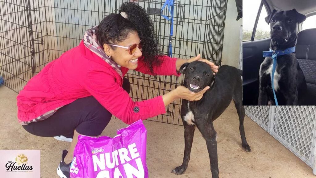 voluntariado pro Animalitos