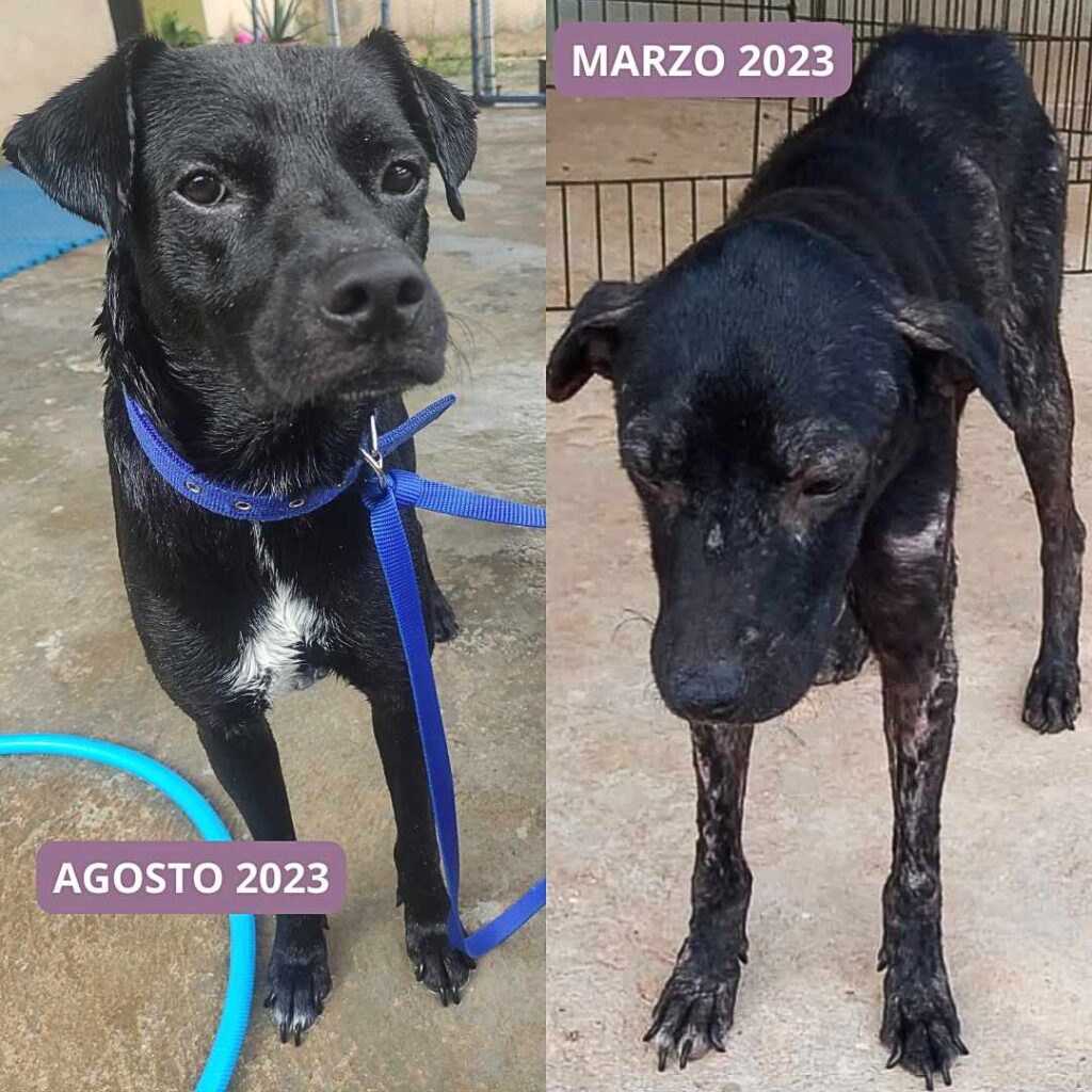 patitas en forma by pearl fitness panama