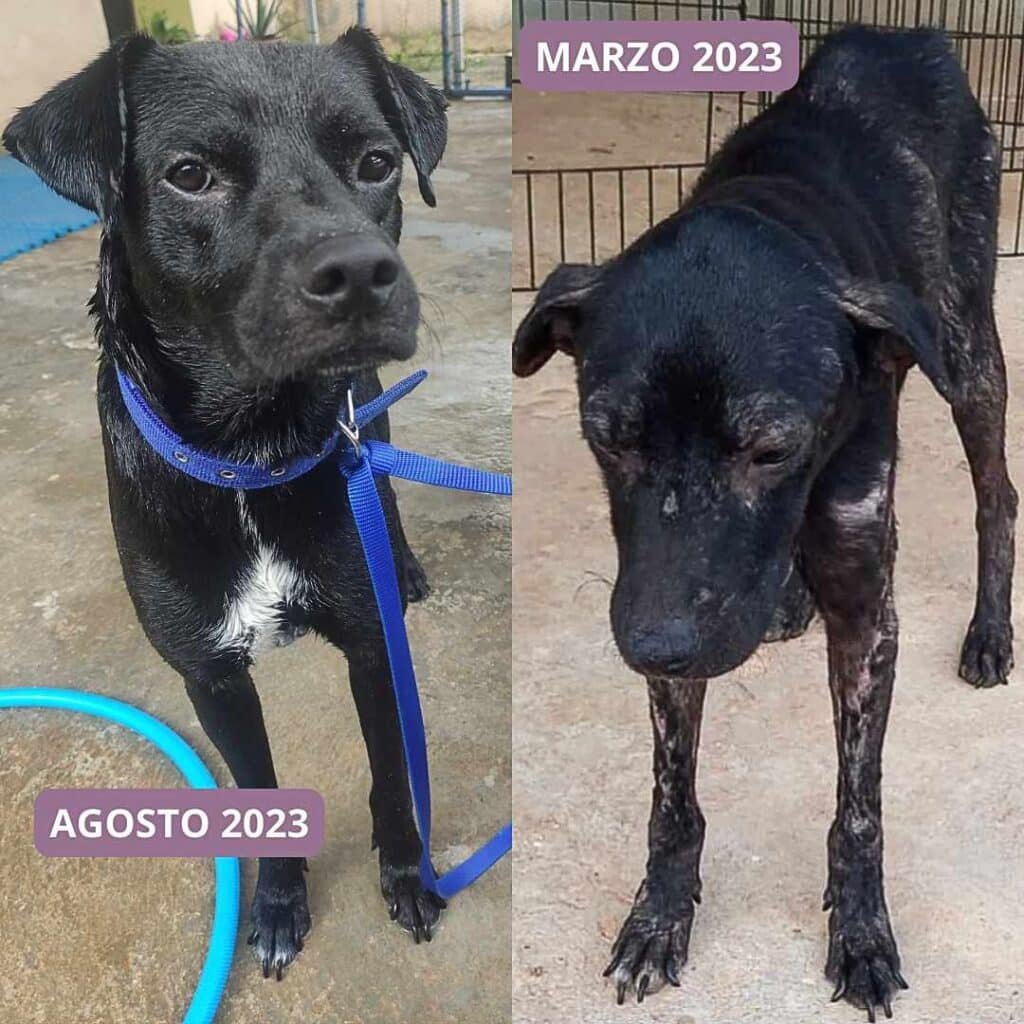 patitas en forma by pearl fitness panama (3)