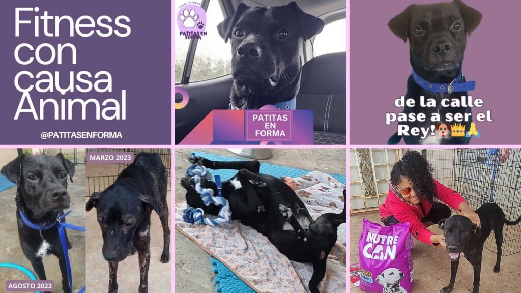 Patitas en forma 9 fitness con causa animal patitas en forma