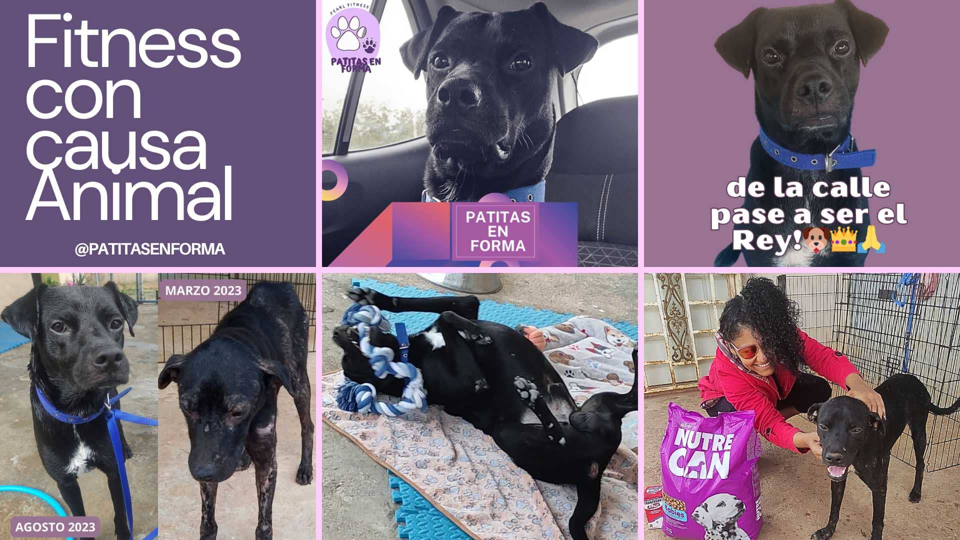 Servicios y productos fitness 11 fitness con causa animal patitas en forma