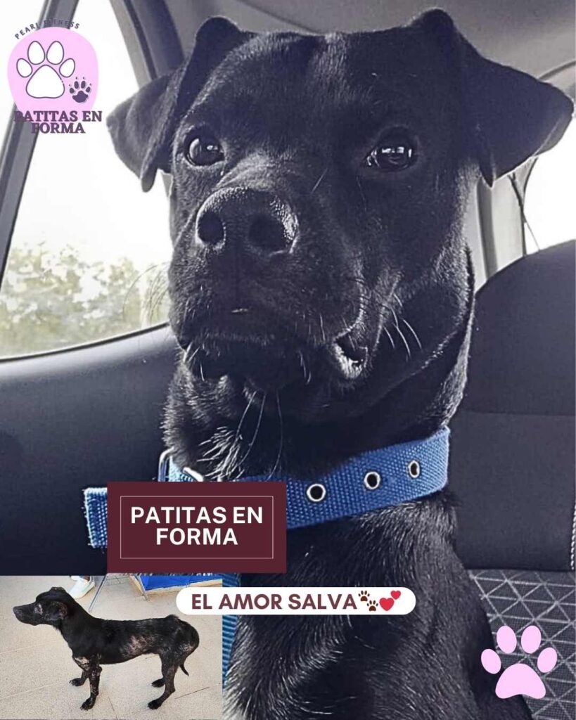 patitas en forma panama con pearl fitness pty