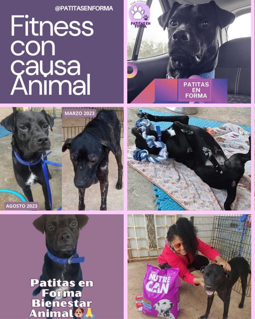 Patitas en forma 8 patitas en forma panama - pearl fitness causa animal