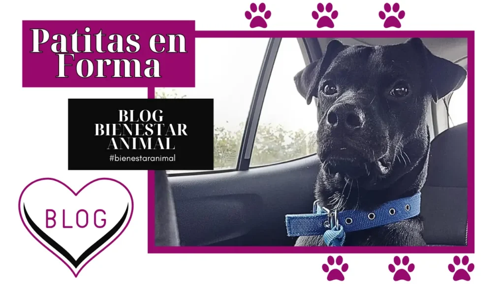 blog patitas en forma panama